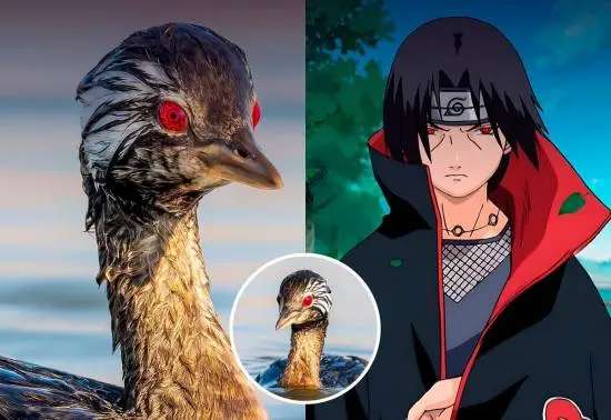 南美洲一种鸟类 因幼鸟瞳孔酷似"写轮眼"爆火